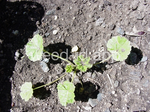 mallow, common